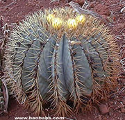 Ferocactus glaucescens