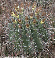 Ferocactus horridus