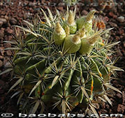 Ferocactus latispinus var. flavispinus