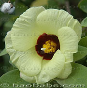 Gossypium herbaceum