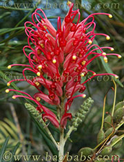 Grevillea banksii