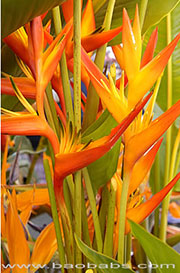 Heliconia latispatha