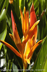 Heliconia psittacorum