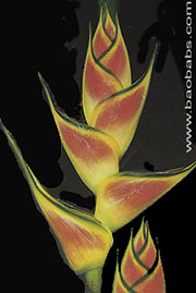 Heliconia wagneriana