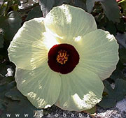 Hibiscus surattensis