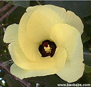 Hibiscus tiliaceus