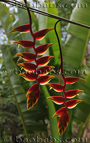 Heliconia rostrata