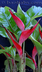 Heliconia stricta nana