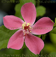 Hibiscus ferrugineus