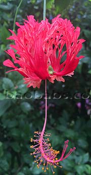 Hibiscus schizopetalus