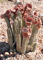 Hoodia gordonii