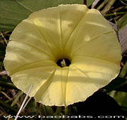 Ipomoea ochracea