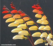 Ipomoea versicolor