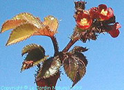 Jatropha gossypiifolia