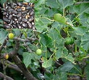 Jatropha curcas