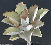 Kalanchoe sp_Moon