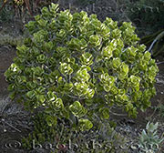 Kalanchoe arborescens