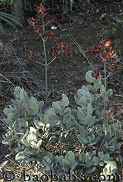 Kalanchoe bracteata