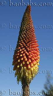 Kniphofia uvaria