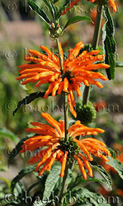 Leonotis leonorus