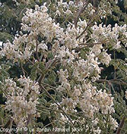 Moringa oleifera