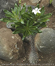 Pachypodium