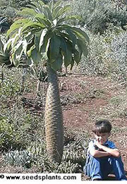 Pachypodium