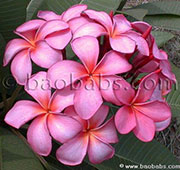 Plumeria rubra BALI