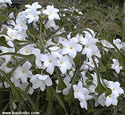 Plumeria pudica