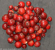 Psidium cattleyanum