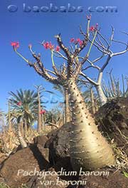 Pachypodium