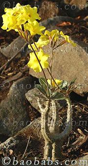 Pachypodium cactipes