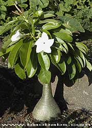 Pachypodium decaryi