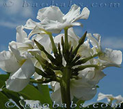 Pachypodium