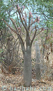 Pachypodium