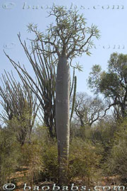 Pachypodium