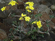 Pachypodium