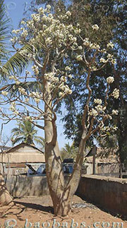 Pachypodium sofiense