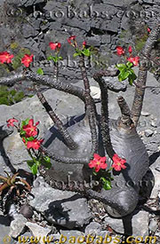 Pachypodium baronii var. windsorii