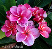 Plumeria rubra KLED TABTIM