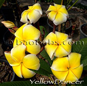 Plumeria rubra GRACE aka JACK\'S COMPACT YELLOW , GOLD BOUQUET, JACK\'S DWARF YELLOW, LEUNG COMPACT, YELLOW JACK , JACK\'S COMPACT YELLOW, LUENG COMPACT, NEW JACK YELLOW, SUPER GOLD