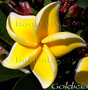 Plumeria rubra LUEANG SIRIMONGKON aka SIRIMONGKOL YELLOW , SIRIMONGKOL GOLD, GOLDICIA, LEUNG SIRI MONGKONG