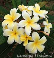 Plumeria rubra LUEANG THAILAND