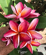 ROOTED PLUMERIA PLANT Seedling "Salmon Brown" 2-3"