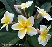 Plumeria rubra WHITE STAR