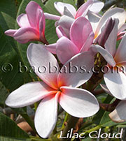 Plumeria rubra LILAC CLOUD