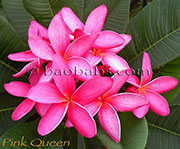 Plumeria rubra PINK QUEEN