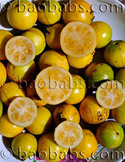 Psidium littorale