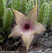 Stapelia nobilis