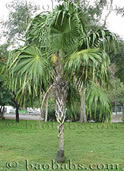 Thrinax radiata